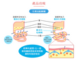 Otsuka 大塚製藥｜賢者の食卓（日本直送）